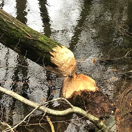 Rur-partie Im Haus An Der Rur Apartament *