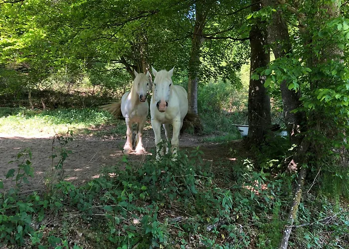 Rur-partie Im Haus An Der Rur Monschau