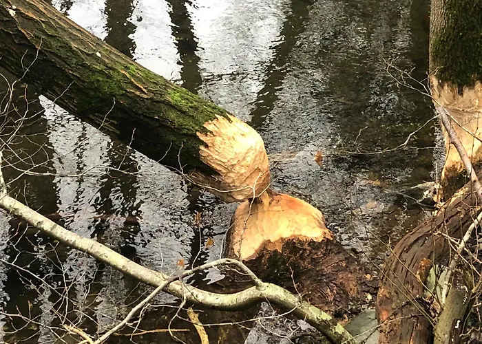 Rur-partie Im Haus An Der Rur Apartamento *